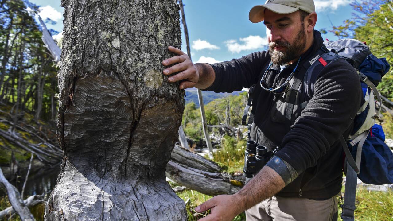 Au Chili, les castors ravagent le poumon végétal de la Terre de Feu
