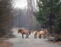 Le cheval de Przewalski, une espèce rare qui colonise la zone d'exclusion de Tchernobyl