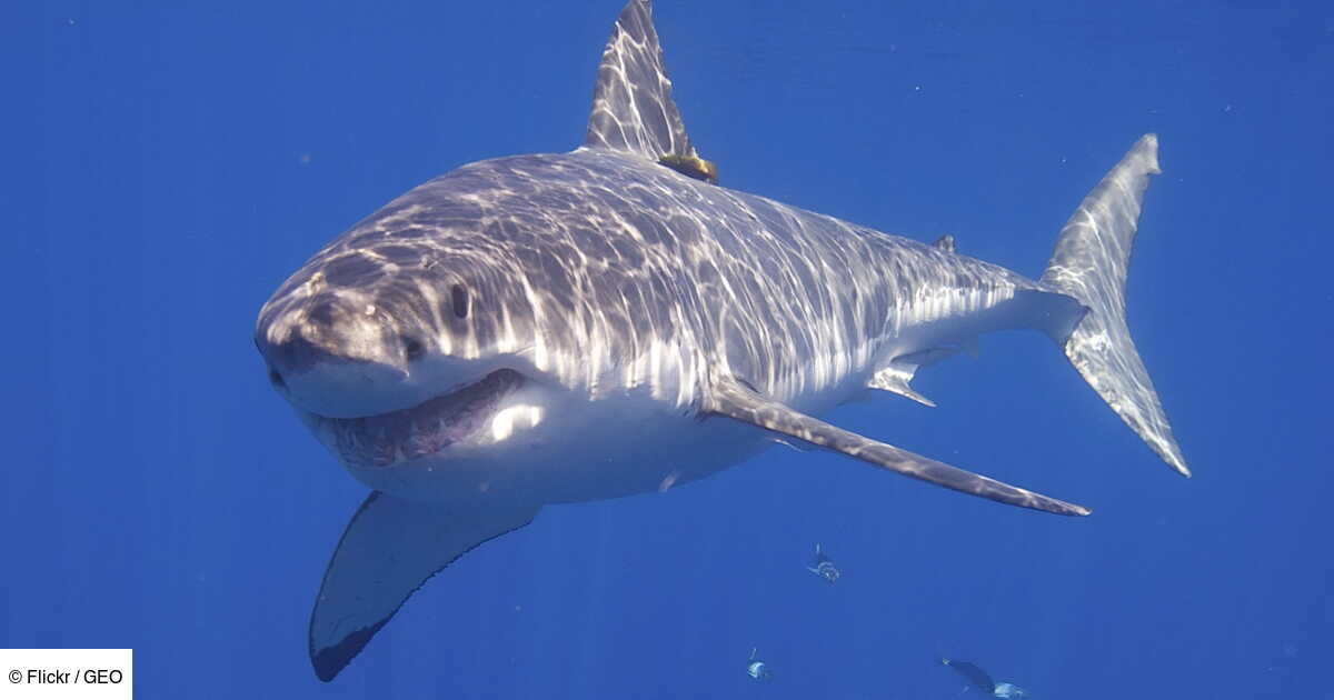 Surnomme La Reine De L Ocean Cet Enorme Requin Blanc Traverse L Atlantique En Direction De L Europe Geo Fr