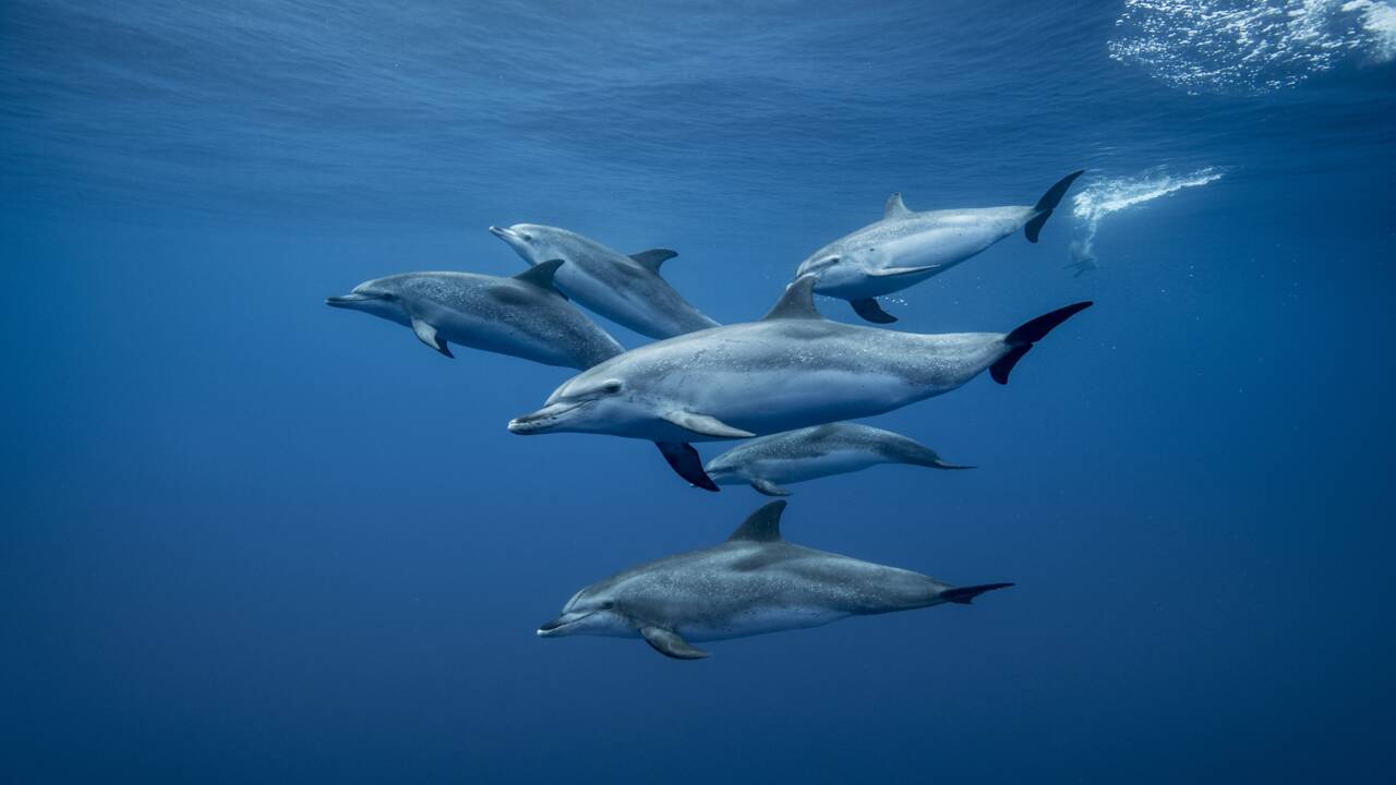 Les dauphins sont capables de mémoriser le sifflement de leurs congénères pour s'entraider