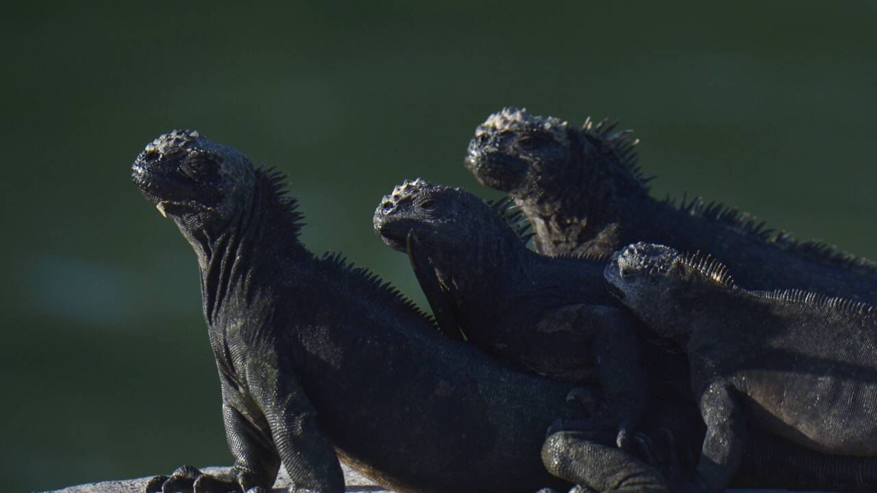 Les Galapagos à l'abri du Covid, mais tourisme et science à l'arrêt