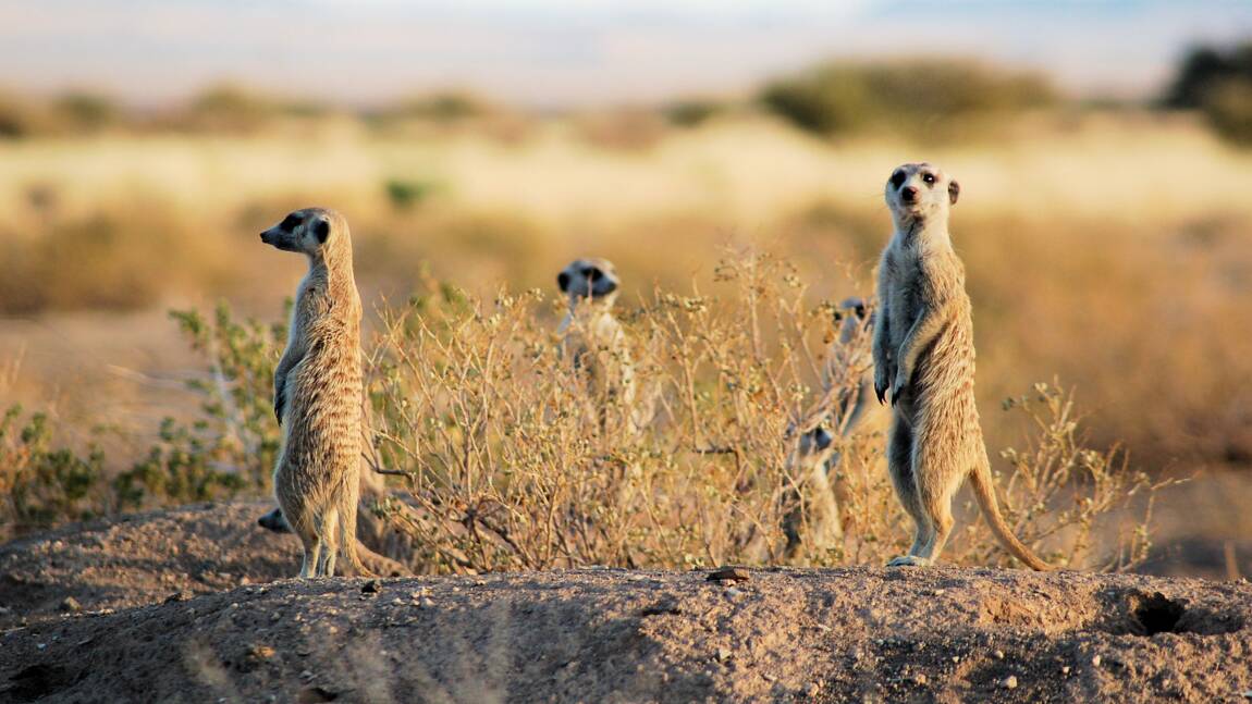 Le suricate, petit animal à l'organisation sociale fascinante