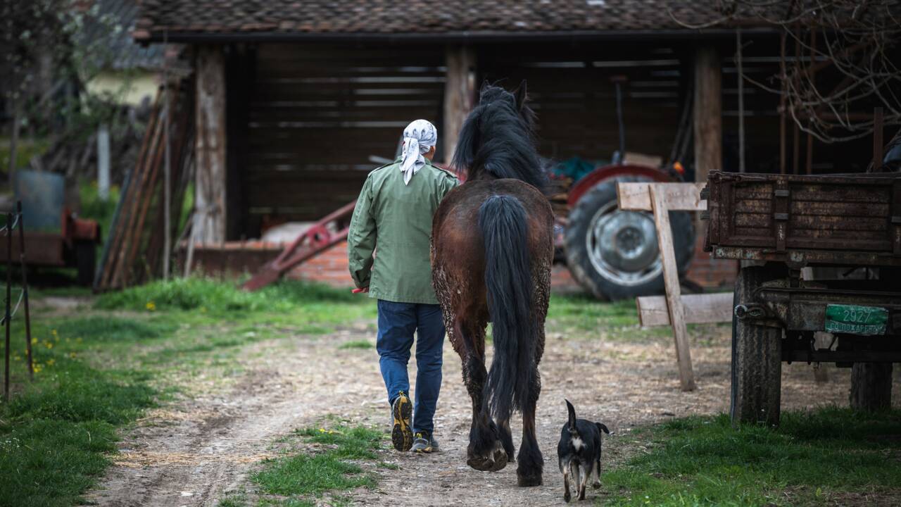 La retraite des étalons dans le sanctuaire pour chevaux de Serbie