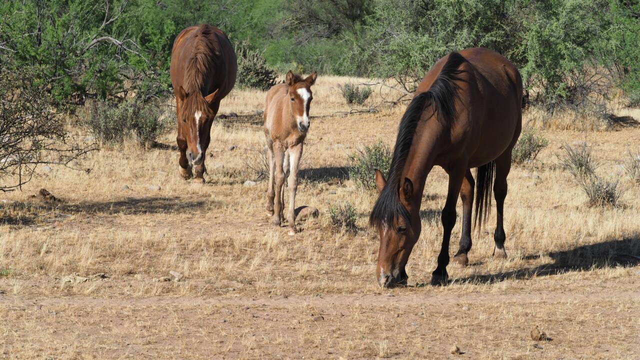 Dans le désert, les chevaux et les ânes creusent des puits qui aident les autres espèces
