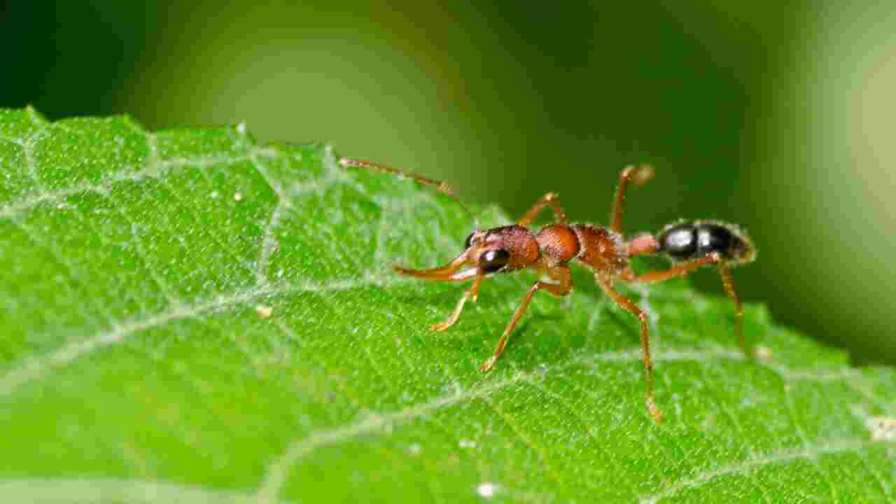Le secret de la longévité exceptionnelle des reines de cette espèce de fourmi, enfin expliqué ?