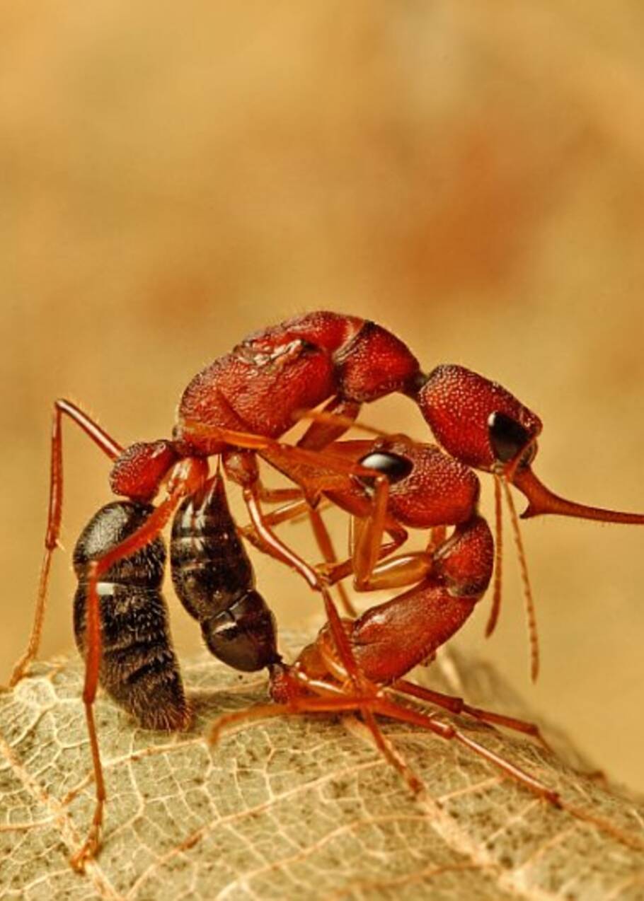 Ces fourmis indiennes sont capables de rétrécir leur cerveau pour jouer les reines