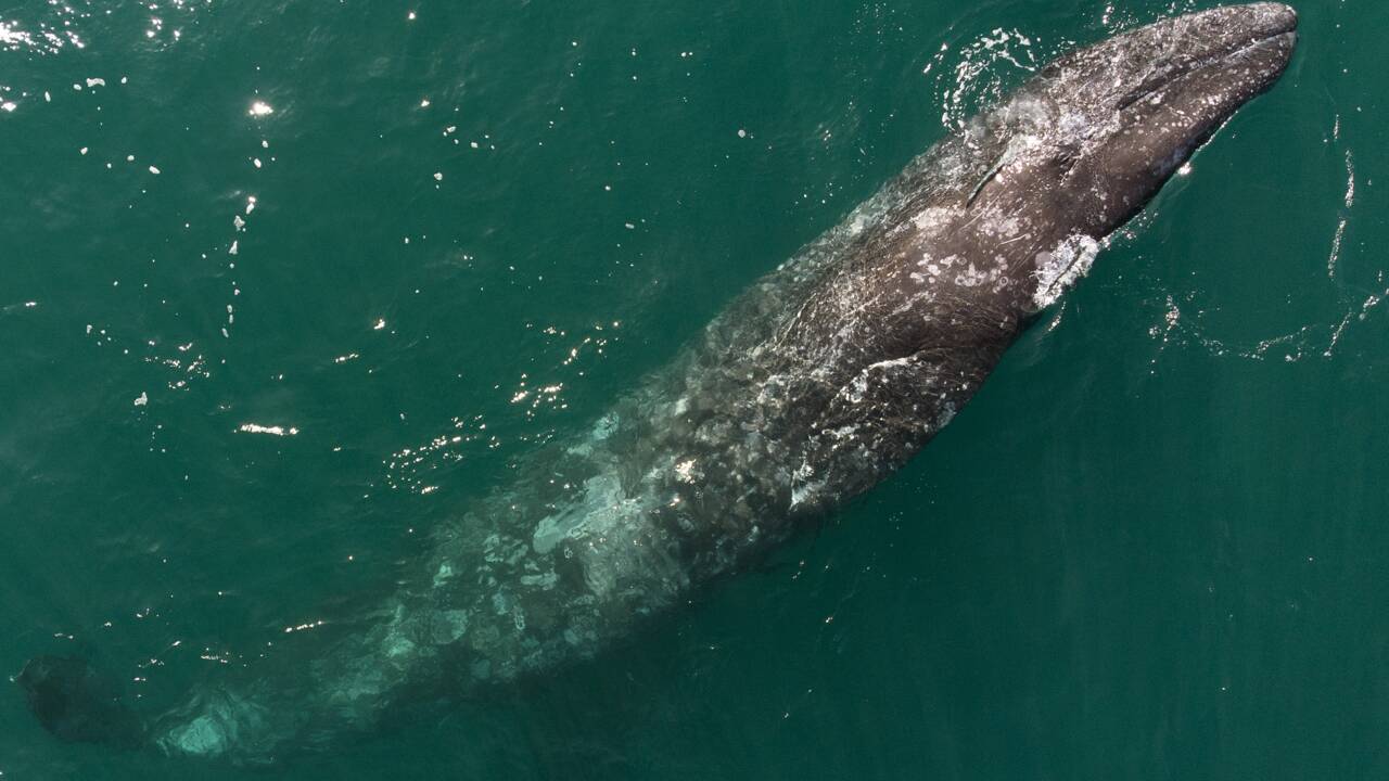 Une baleine grise égarée observée pour la première fois en Méditerranée française