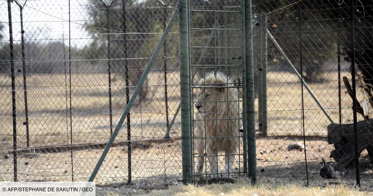L'Afrique du Sud va interdire l'élevage de lions en captivité pour la chasse