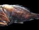 Le poisson des abysses, créature terrifiante des fonds marins