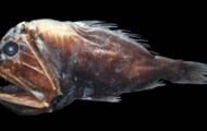 The fish of the abyss, terrifying creature of the seabed