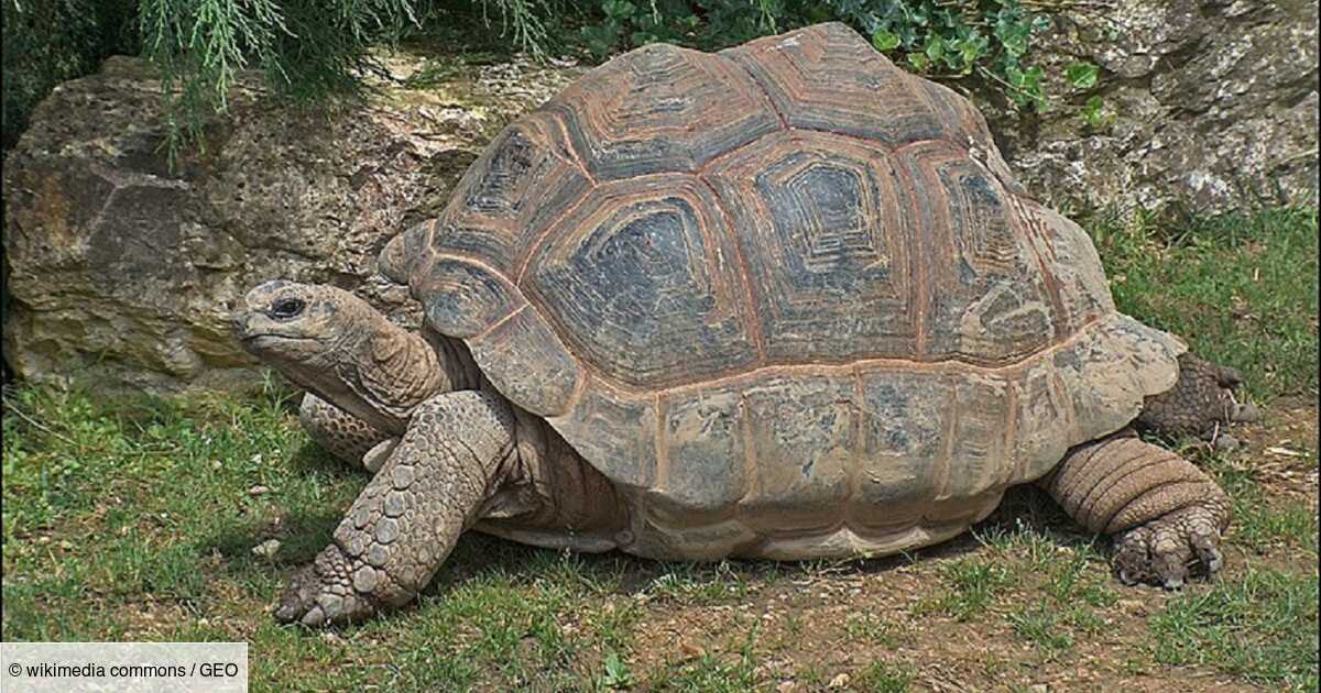 Quel est l'animal qui vit le plus longtemps ?