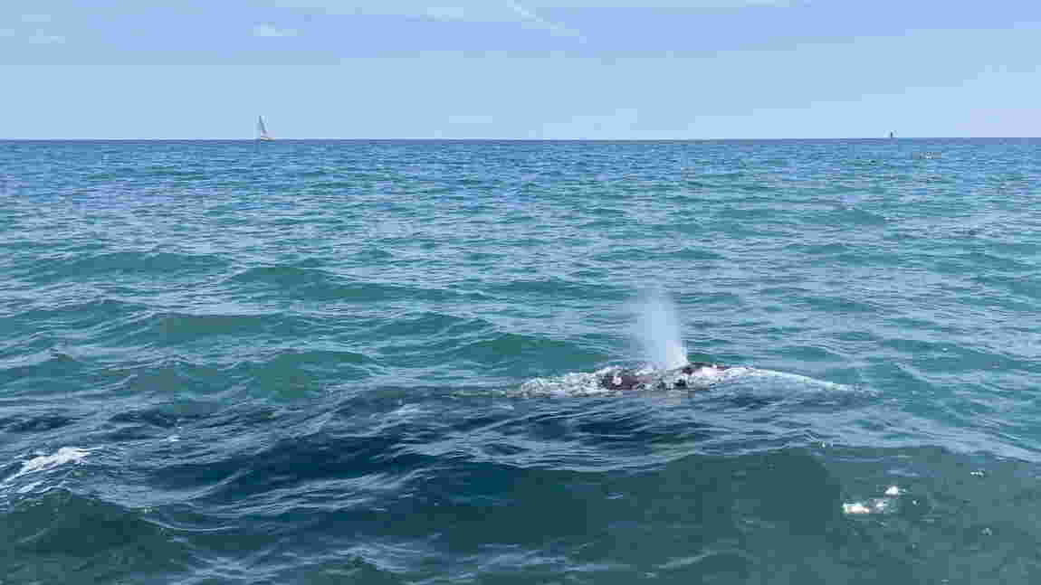 Wally, la baleine grise égarée en Méditerranée escortée par des