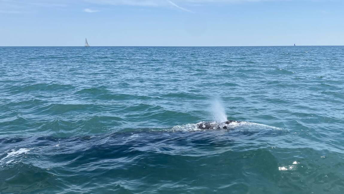 Wally, la baleine grise égarée en Méditerranée escortée par des sauveteurs vers l'Espagne