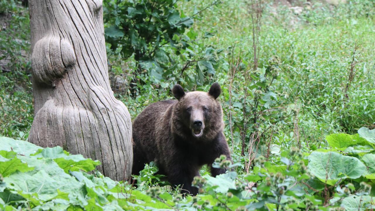 Un prince du Liechtenstein accusé d'avoir abattu le plus grand ours de Roumanie