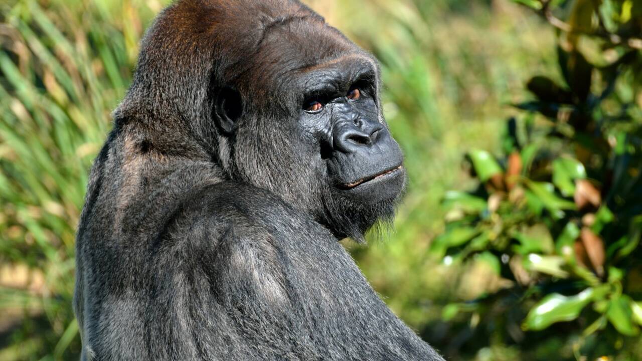 Les 5 infos à savoir sur le gorille, le plus grand des primates