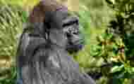 The 5 facts to know regarding the gorilla, the largest of the primates