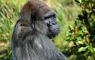 5 facts to know about the gorilla, the largest primate
