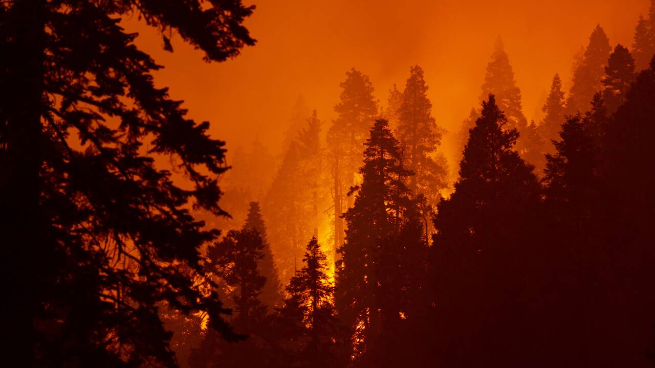 En Californie, un séquoia continue à se consumer après un feu de forêt de l'été 2020