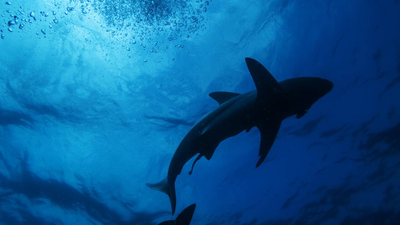 Les requins possèdent un GPS naturel en se repérant grâce au champ magnétique de la Terre