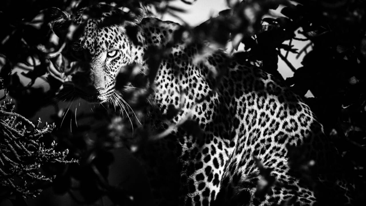 "Félins, noir sur blanc" : un docu sur la piste des grands fauves du Kenya avec le photographe animalier Laurent Baheux