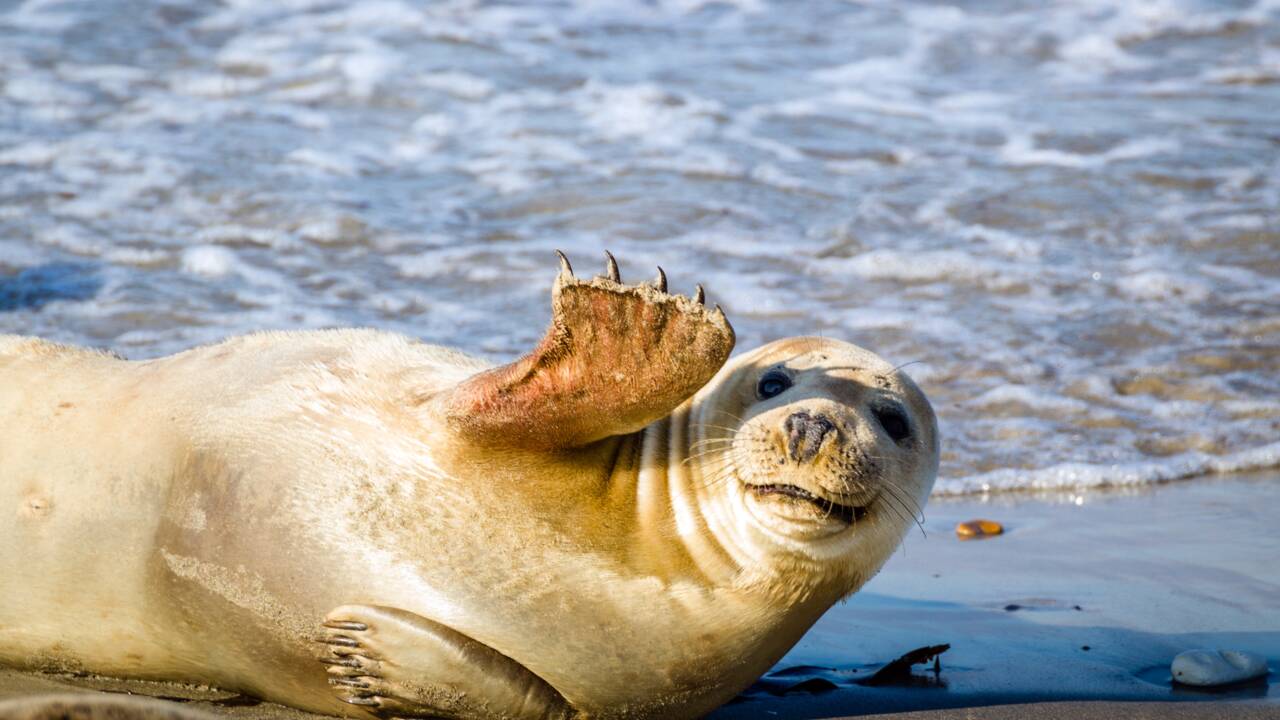 Brigade de protection des phoques recherche bénévoles pour cet été en Normandie