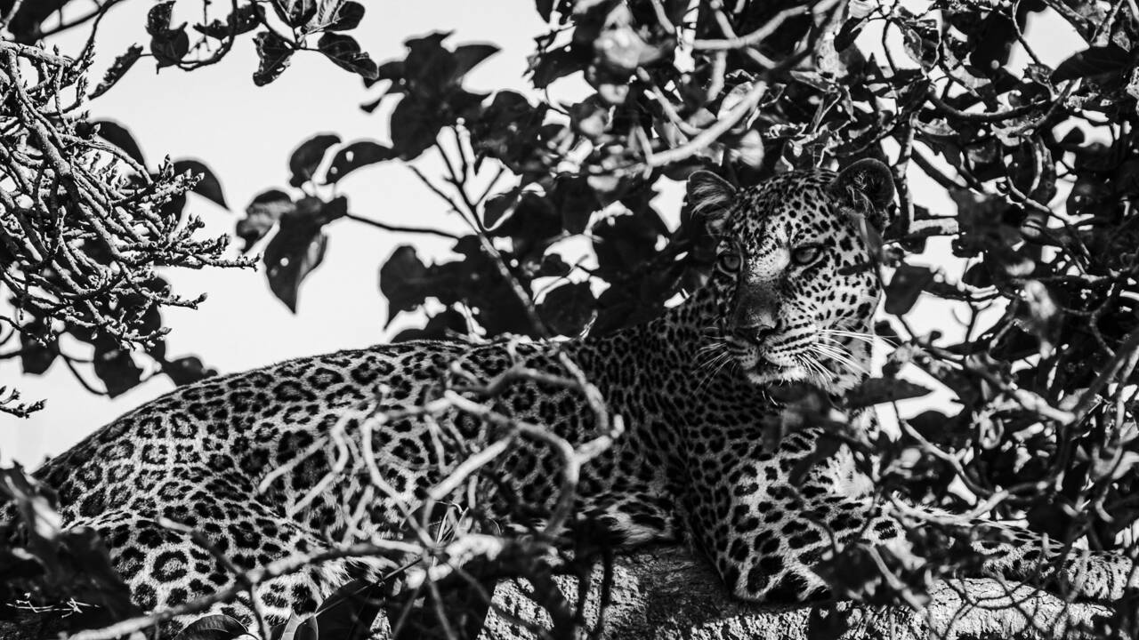 "Félins, noir sur blanc" : un docu sur la piste des grands fauves du Kenya avec le photographe animalier Laurent Baheux