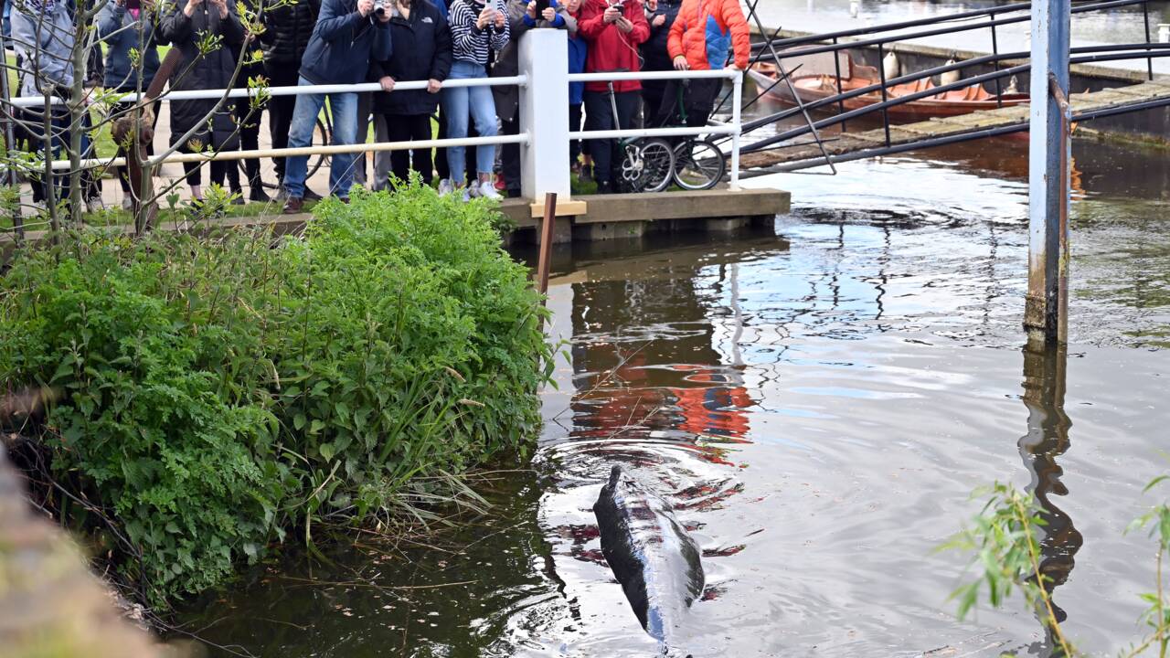 Londres : un baleineau de plus de 3 mètres s'égare dans une écluse de la Tamise