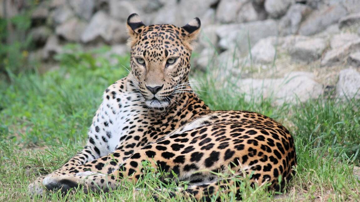 Chine : des léopards échappés d'un zoo sèment la panique