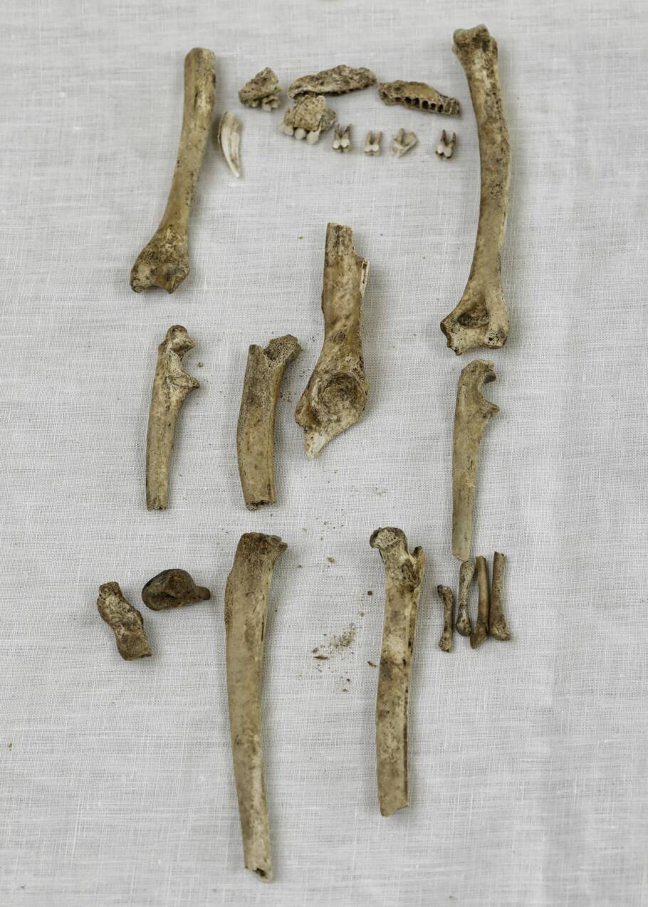 Des os de singes retrouvés dans un château de Nottingham livrent des secrets sur l'histoire du palais