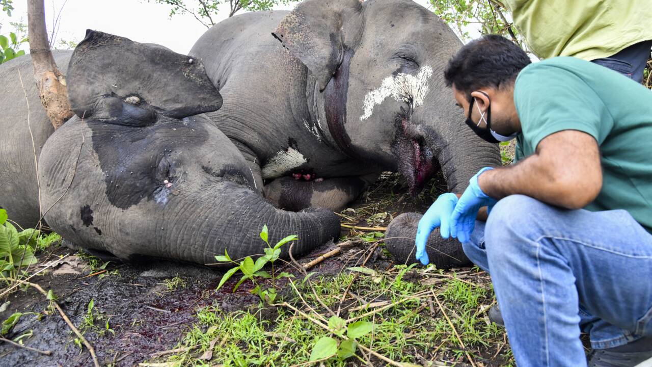 Inde : découverte d'au moins 18 dépouilles d'éléphants, a priori tués par la foudre