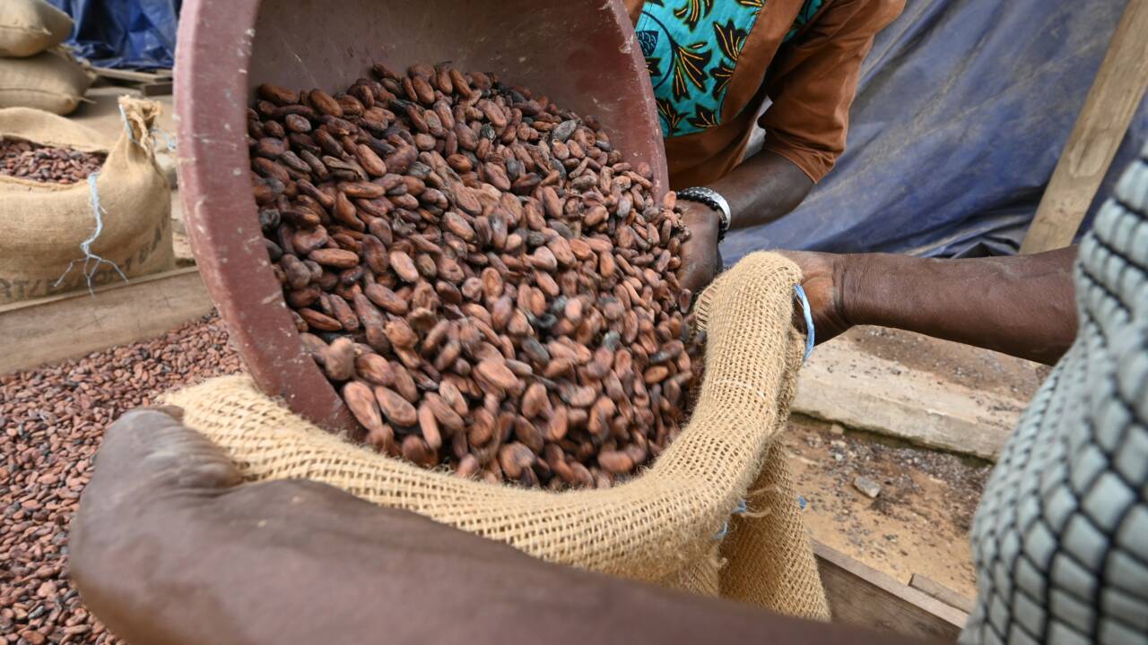 A M'Brimbo en Côte d'Ivoire, le succès du cacao bio, meilleur et plus rentable