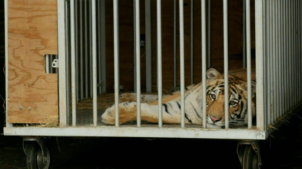 Un tigre en liberté retrouvé au Texas après une semaine de recherches