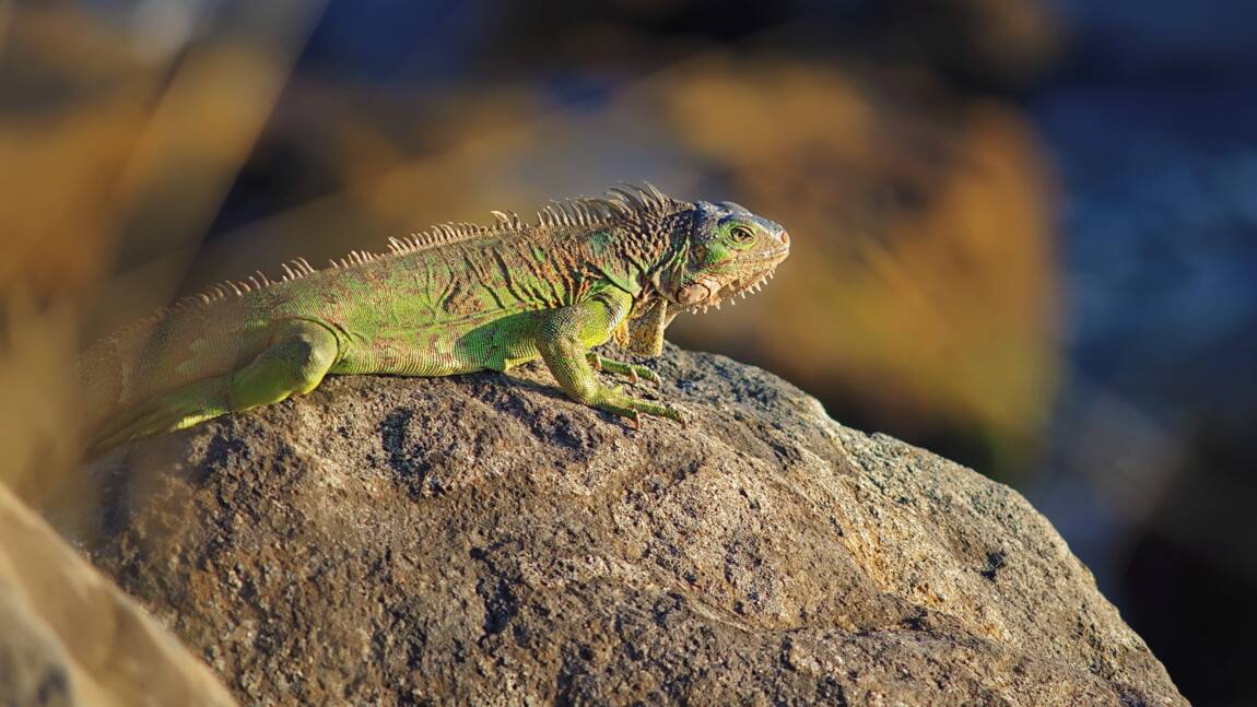 L'arrivée des colons européens en Guadeloupe a décimé la population de reptiles