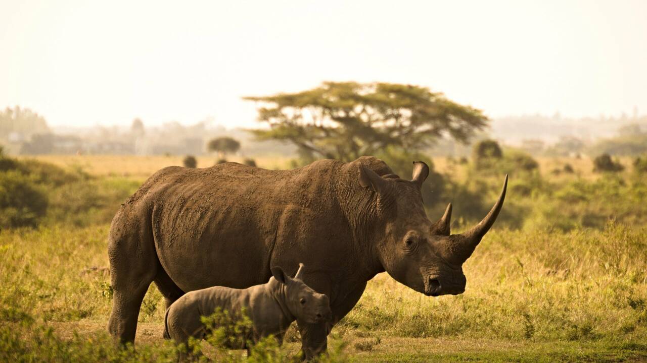 La physique nucléaire utilisée pour protéger les rhinocéros du braconnage
