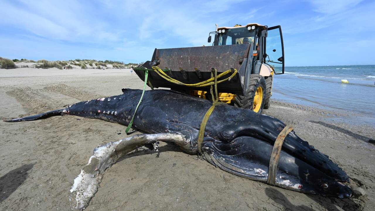 Rare en Méditerranée, une baleine à bosse s'échoue près de La Grande-Motte