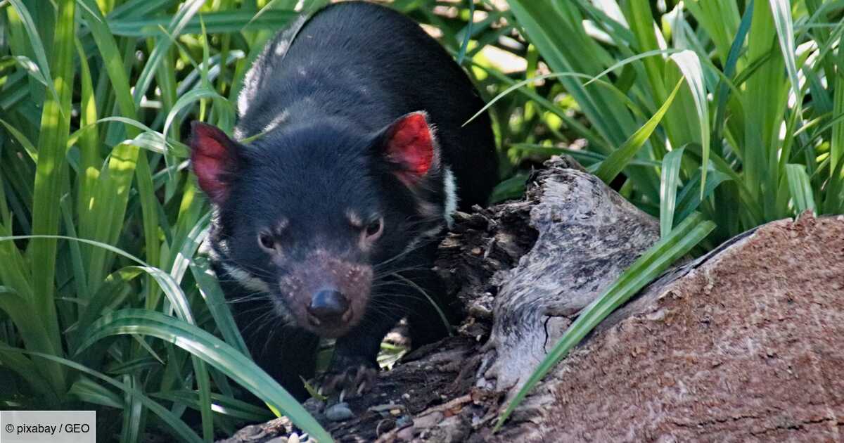 Australie Des Diables De Tasmanie Naissent A L Etat Sauvage 3000 Ans Apres Leur Disparition Geo Fr