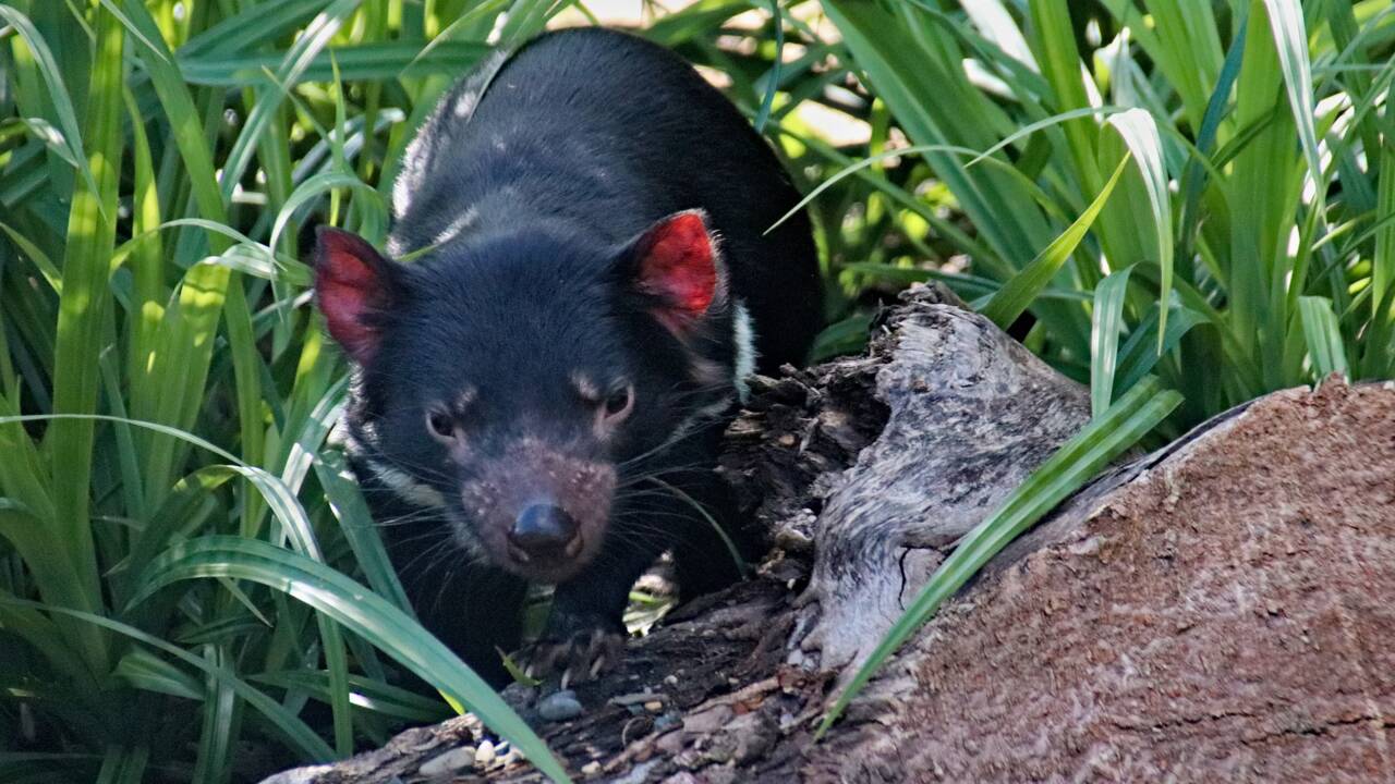 Australie : Des diables de Tasmanie naissent à l'état sauvage 3000 ans après leur disparition
