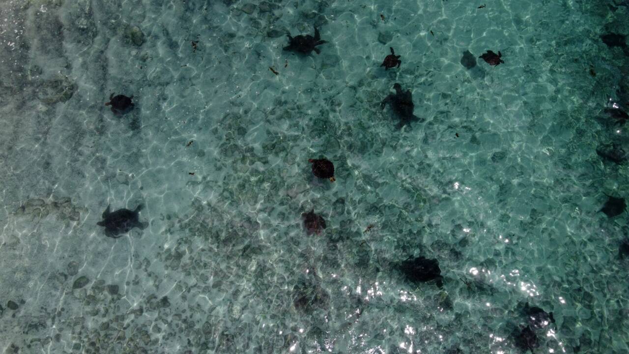 Pêche au requin et course à la tortue pour préserver les espèces des Galapagos