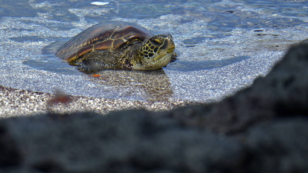 Peche Au Requin Et Course A La Tortue Pour Preserver Les Especes Des Galapagos Geo Fr