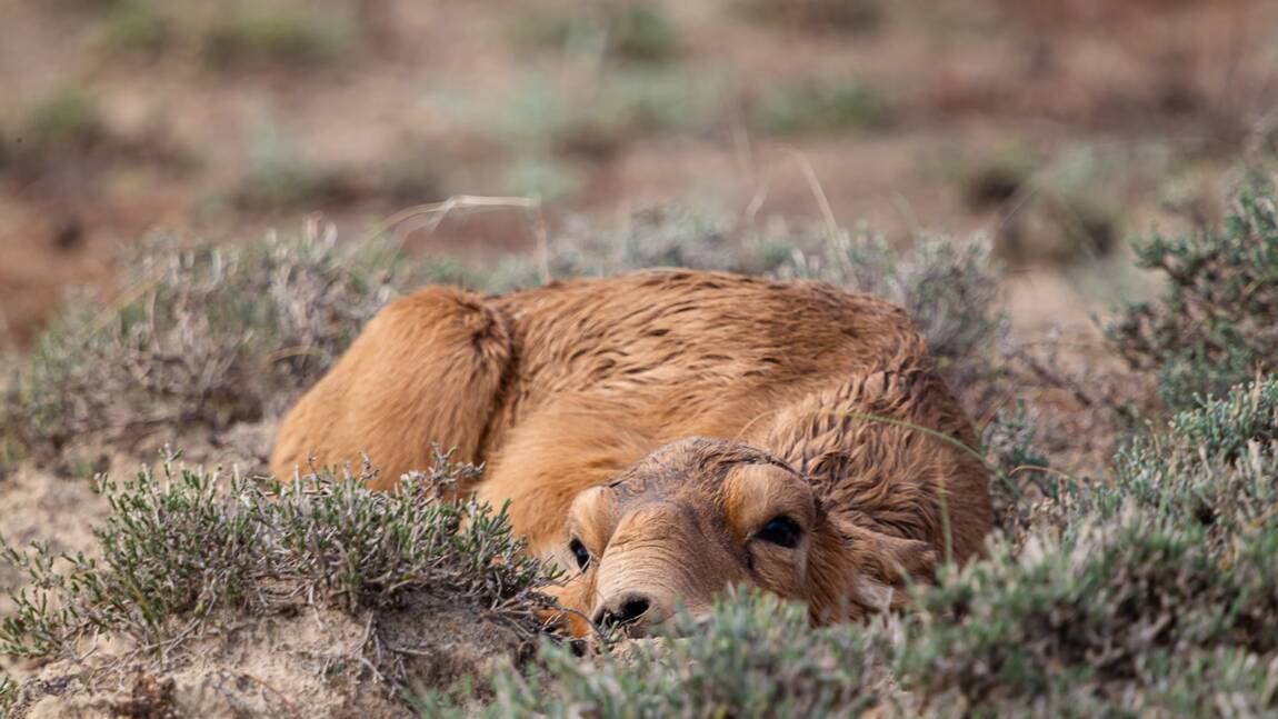 Un baby boom d'antilopes saïgas nourrit l'espoir dans les steppes kazakhes