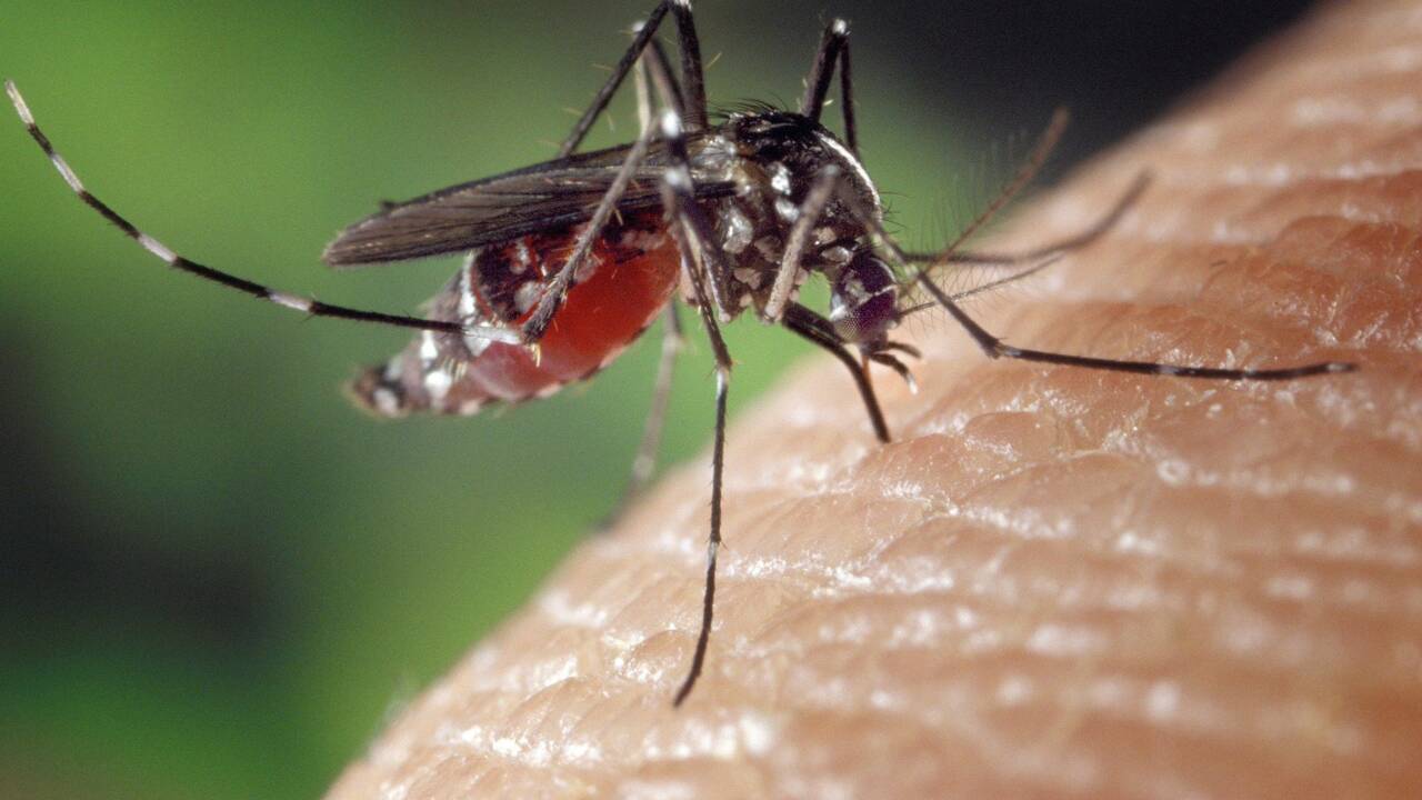 Des chercheurs découvrent que les moustiques ont un talon d’Achille au sein de leurs gènes