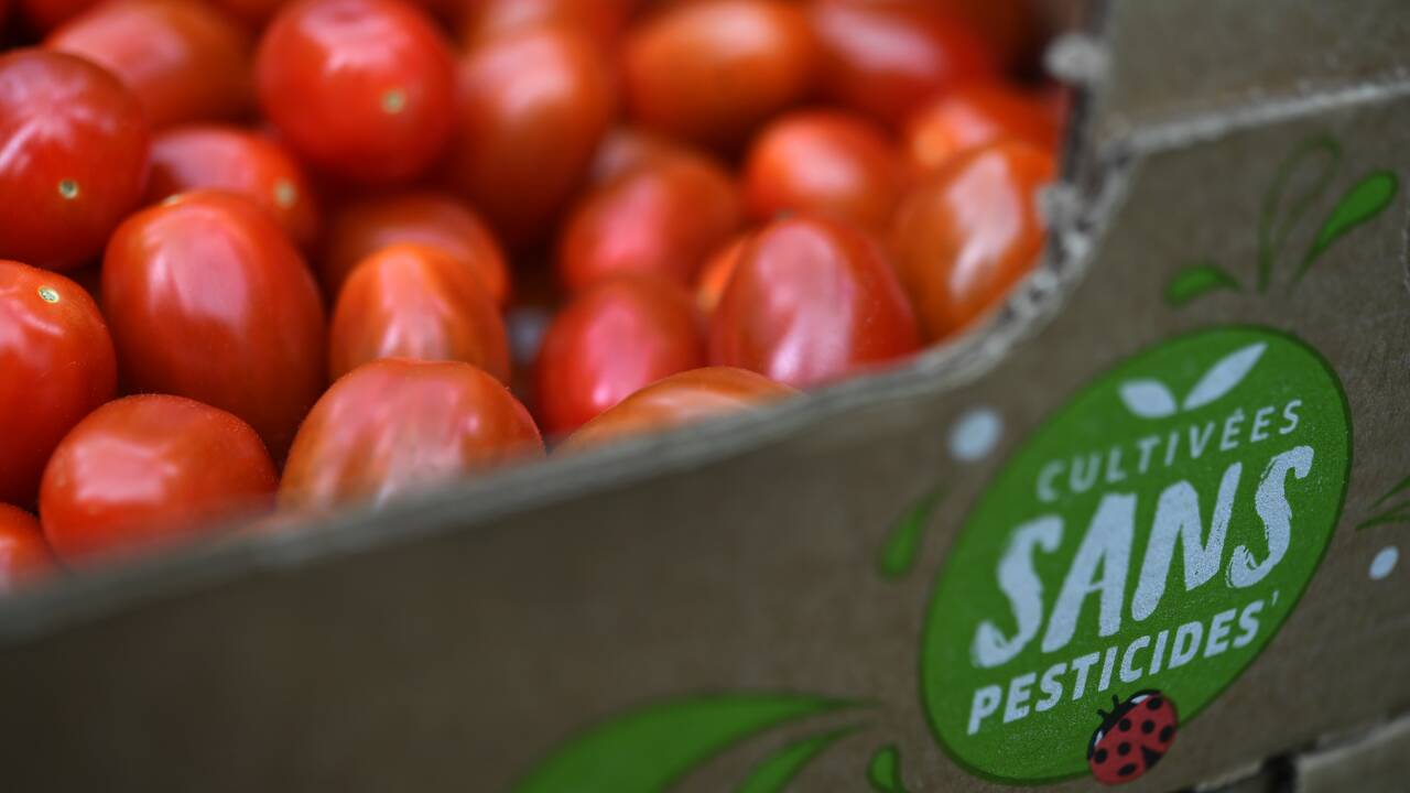 Une pouponnière de millions d'insectes pour protéger les tomates
