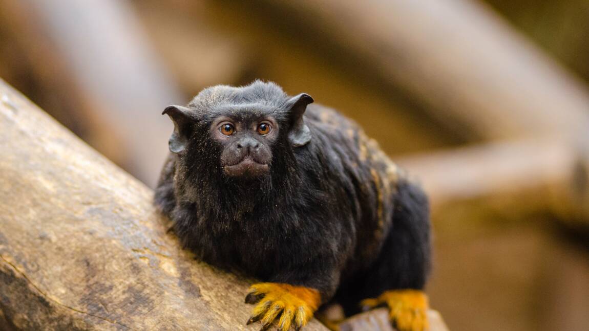 Le singe tamarin modifie son accent lorsqu'il change de territoire pour éviter les conflits