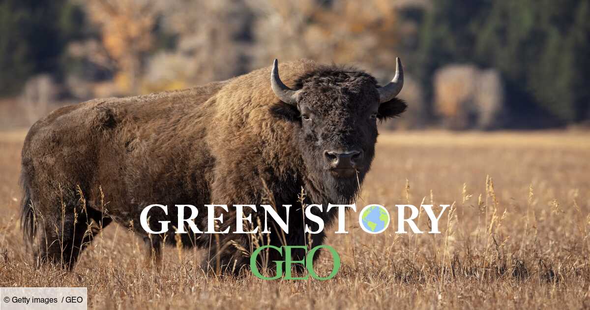 Grand Canyon: 45,000 volunteers to kill 12 bison