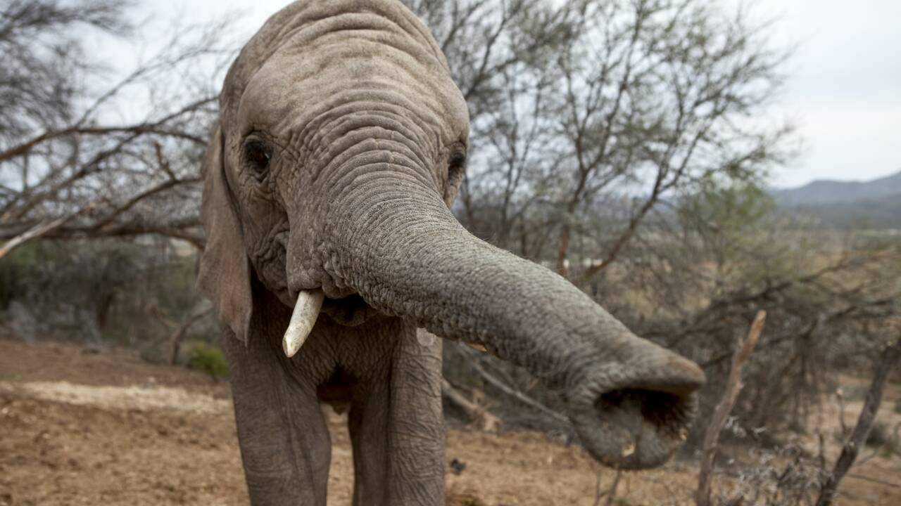Avec leur trompe, les éléphants peuvent aspirer 30 fois plus vite qu'un éternuement humain