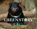 Green Story : des diables de Tasmanie naissent en Australie, une première depuis 3 000 ans