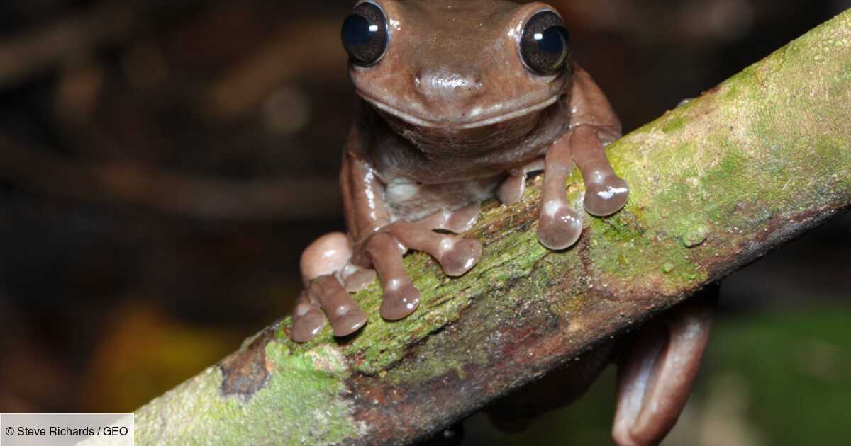 Unknown species of “chocolate frog” identified in New Guinea