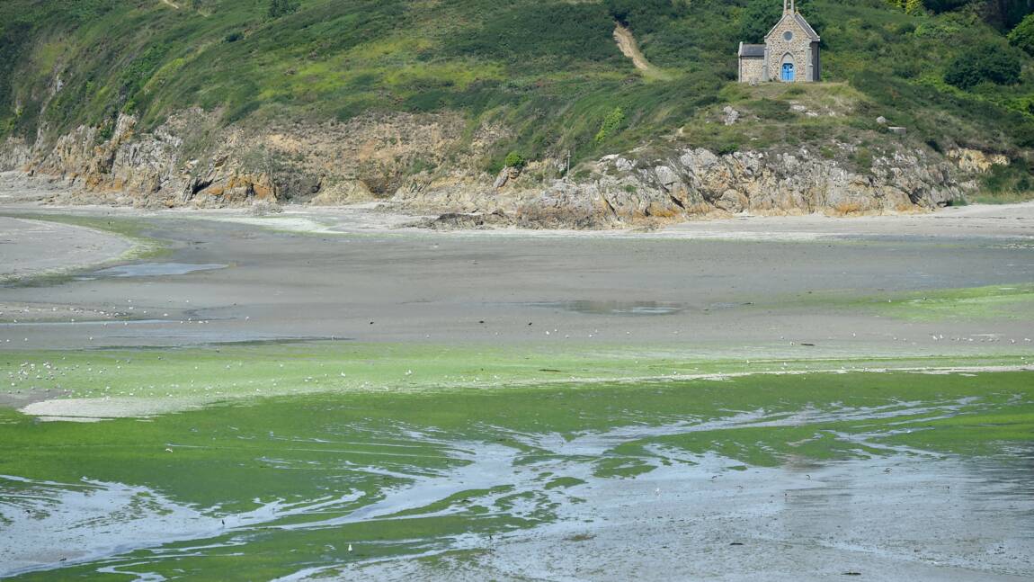 Bretagne: la justice ordonne à l'Etat de renforcer la lutte contre les marées vertes