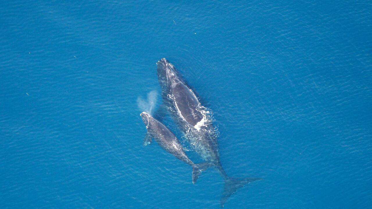 Les baleines franches de l'Atlantique nord sont bien plus petites qu'il y a 30 ans