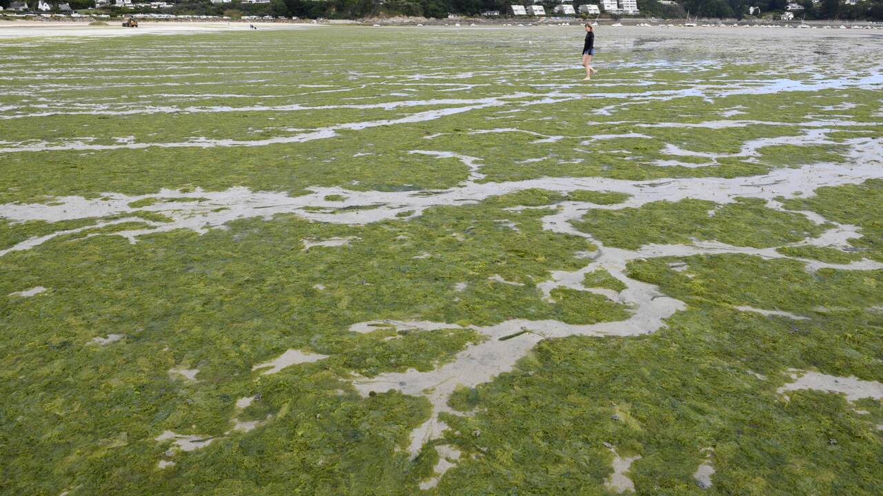 Bretagne: la justice ordonne à l'Etat de renforcer la lutte contre les marées vertes